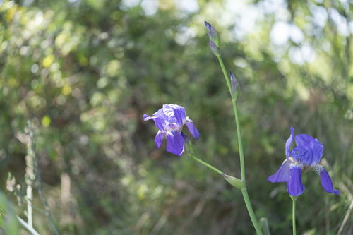 Image of Iris mesopotamica by (c) Eleftherios Katsillis, some rights reserved (CC BY)
