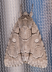 Acronicta radcliffei