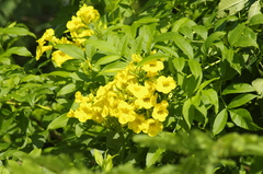 Tecoma stans