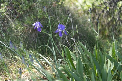 Image of Iris mesopotamica by (c) Eleftherios Katsillis, some rights reserved (CC BY)