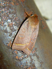 Epiglaea apiata
