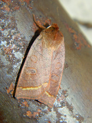 Epiglaea apiata