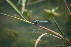 Pseudagrion salisburyense