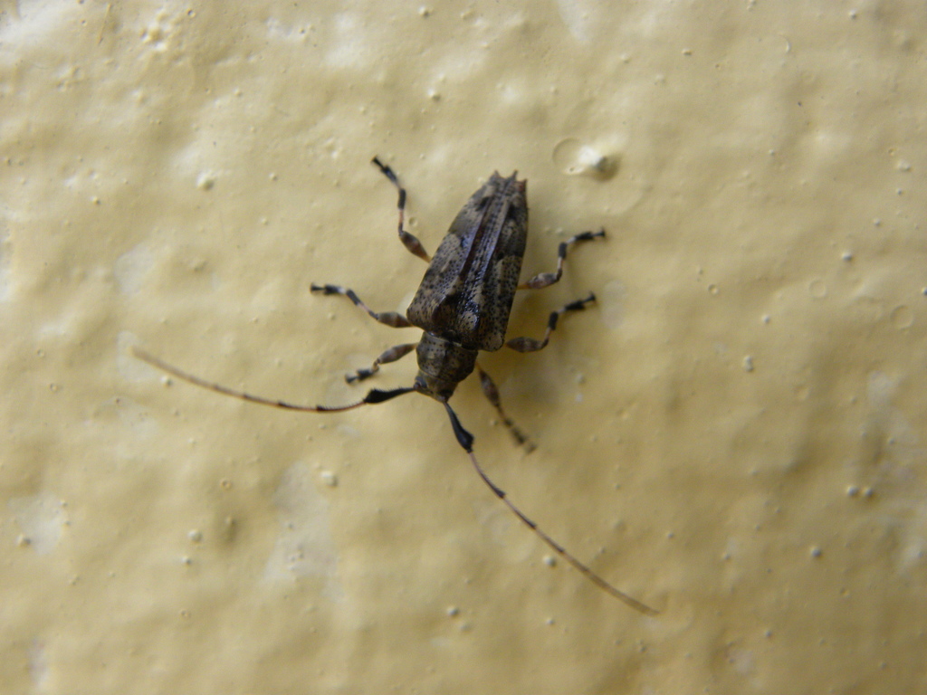 Nealcidion latum