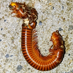 Thyropygus allevatus