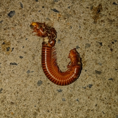 Thyropygus allevatus