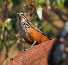 Achaetops pycnopygius
