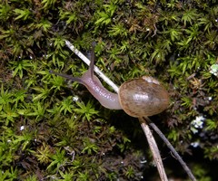 Leptaxis membranacea