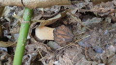 Morchella semilibera