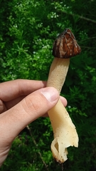 Morchella semilibera