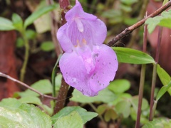Impatiens tripetala