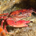 Red Swimming Crab - Photo (c) 104623964081378888743, some rights reserved (CC BY-NC), uploaded by 104623964081378888743