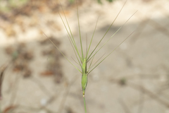 Aegilops