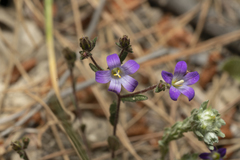 Campanula rhodensis
