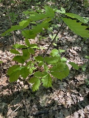 Quercus rubra