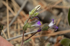 Campanula rhodensis