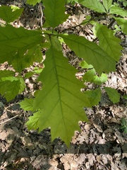 Quercus rubra