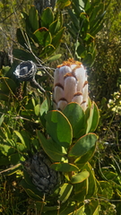 Protea speciosa