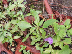 Impatiens tripetala