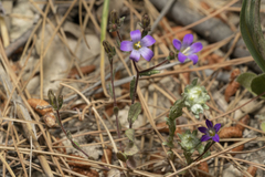 Campanula rhodensis