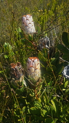 Protea speciosa