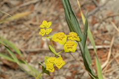 Bupleurum subovatum
