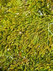 Hygrohypnum luridum