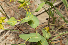 Bupleurum subovatum