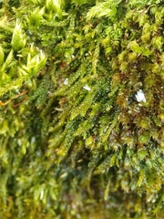 Hygrohypnum luridum