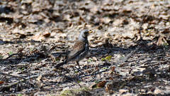 Turdus pilaris