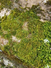 Hygrohypnum luridum