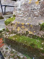 Hygrohypnum luridum