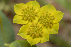 Bupleurum subovatum
