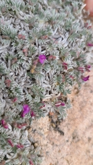Astragalus sericoleucus