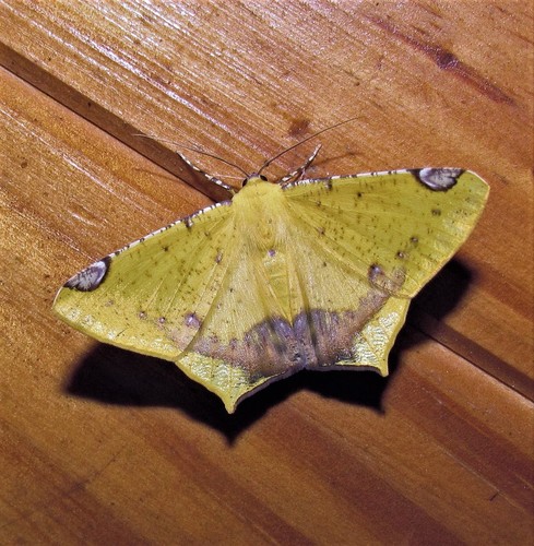 Nepheloleuca politia (Cramer, 1777)