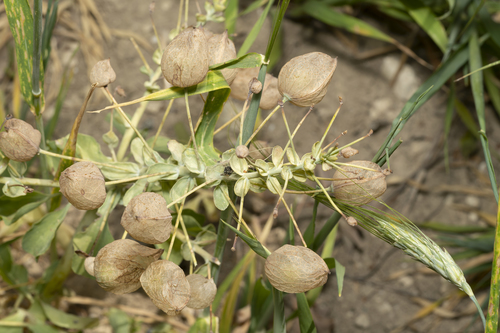 Image of Leontice leontopetalum by (c) Eleftherios Katsillis, some rights reserved (CC BY)
