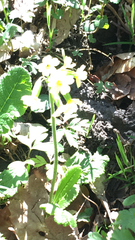 Primula elatior