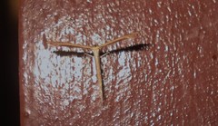 Stenoptilia bipunctidactyla