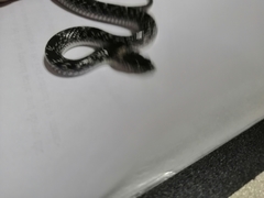 Lycodon capucinus