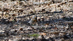 Turdus pilaris
