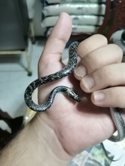 Lycodon capucinus