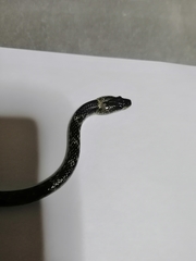 Lycodon capucinus