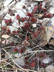 Spiraea morrisonicola