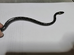 Lycodon capucinus