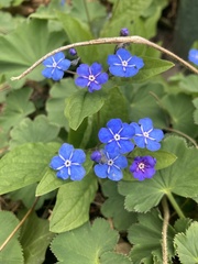 Omphalodes