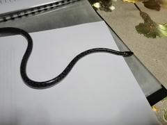 Lycodon capucinus