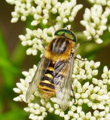 Scaptia patula