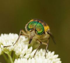 Scaptia patula