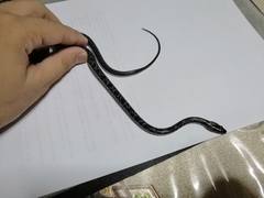 Lycodon capucinus