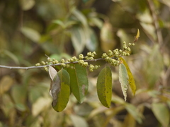 Putranjiva roxburghii